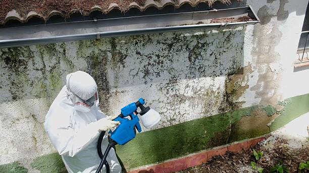 Mold Removal service in Ferndale
